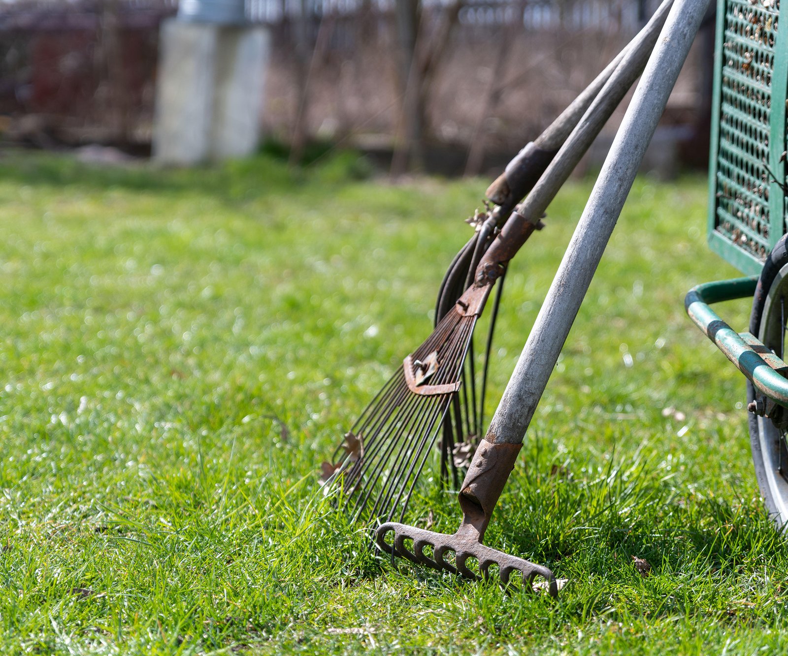 Garden rakes leaning against a wheelbarrow on a green lawn