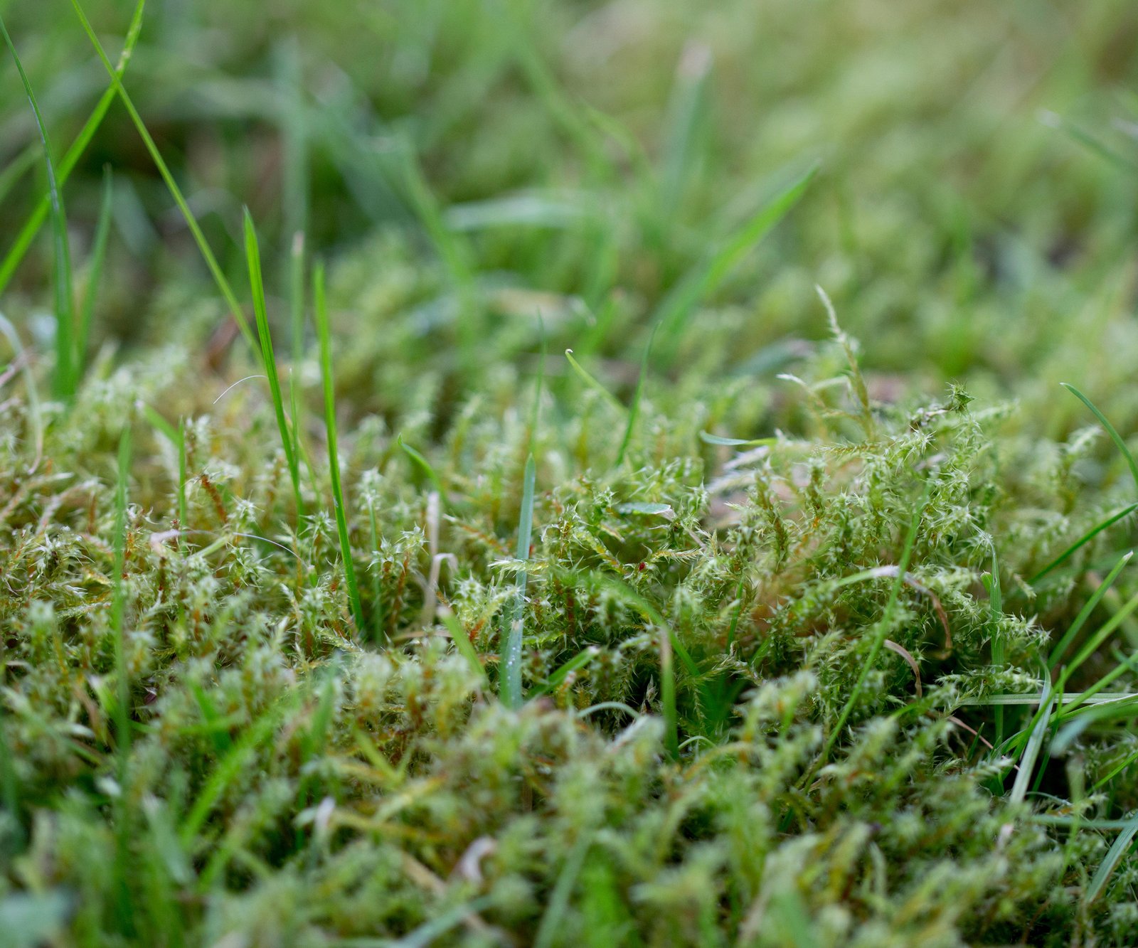 Moss growing in garden lawn and preventing grass from growing